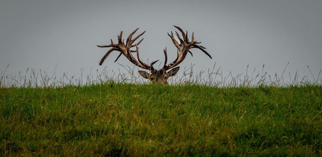 NZ "Wildlife"