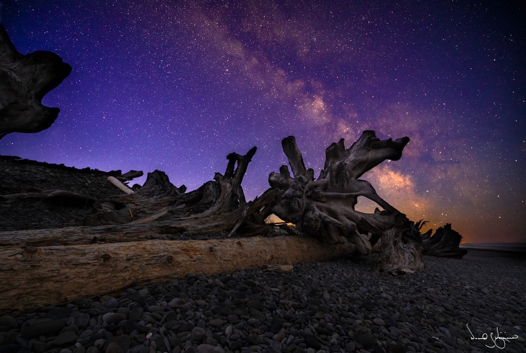 Beach Logs