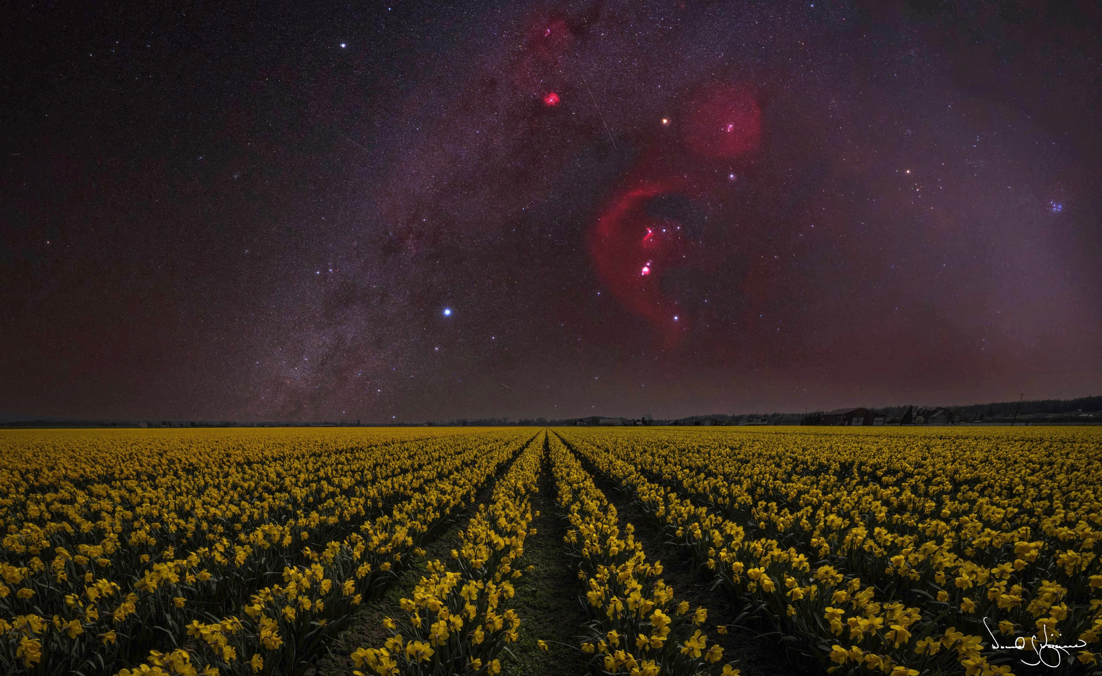 Orion Nebula Daffodils 