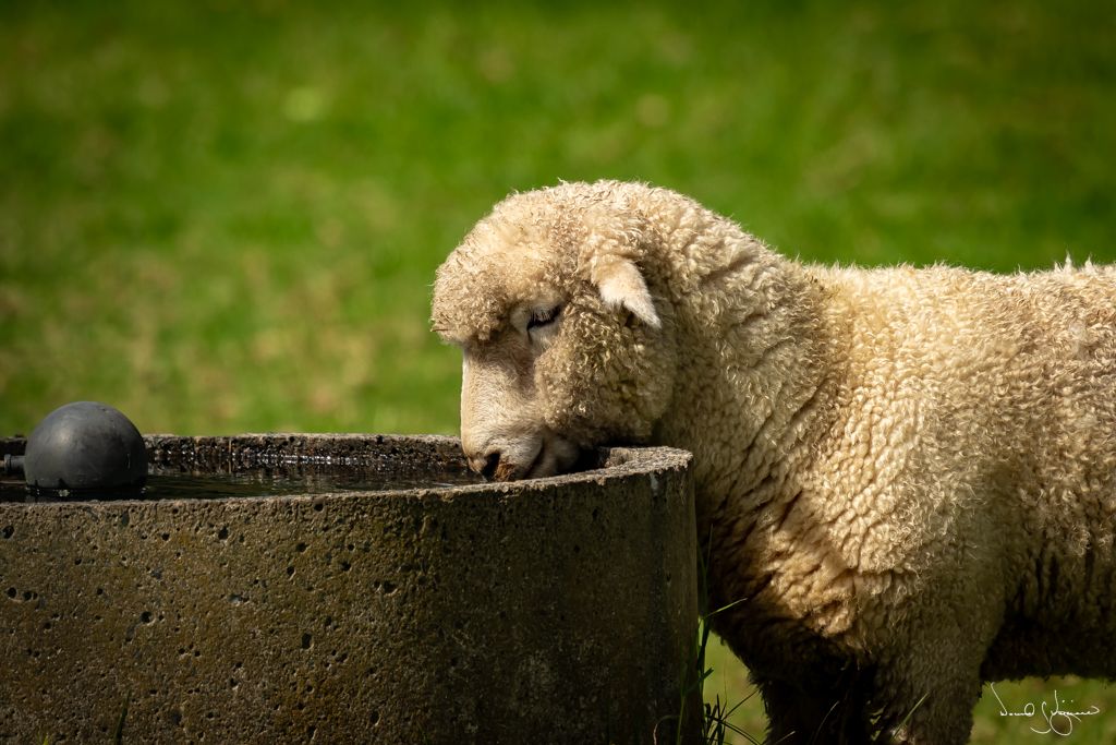 NZ "Wildlife"