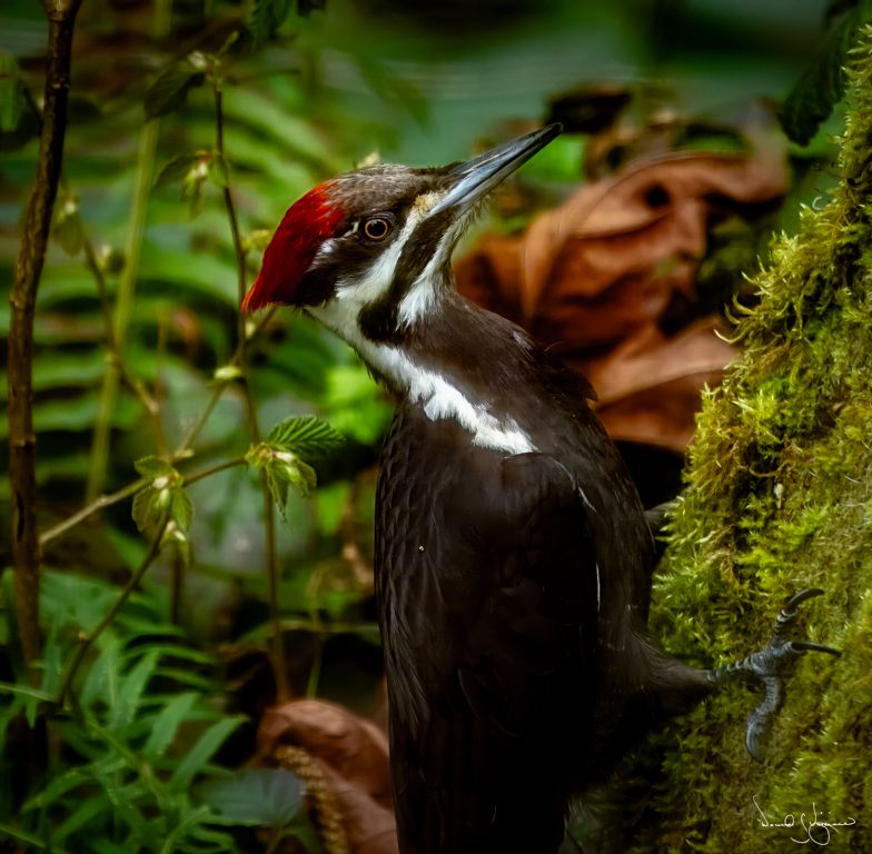 Pileated Woodpecker