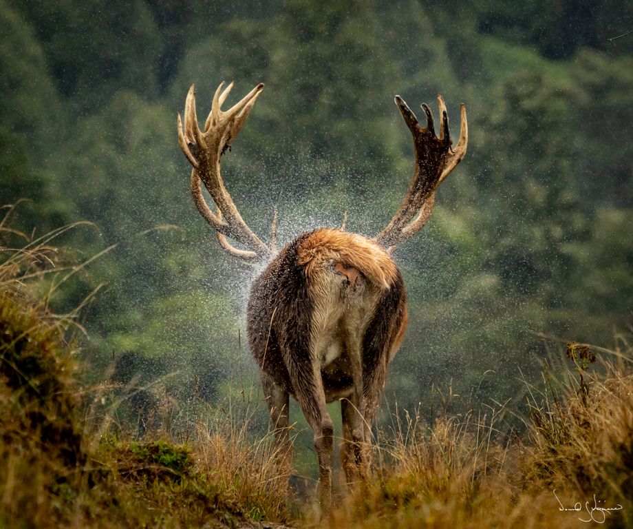 NZ "Wildlife"