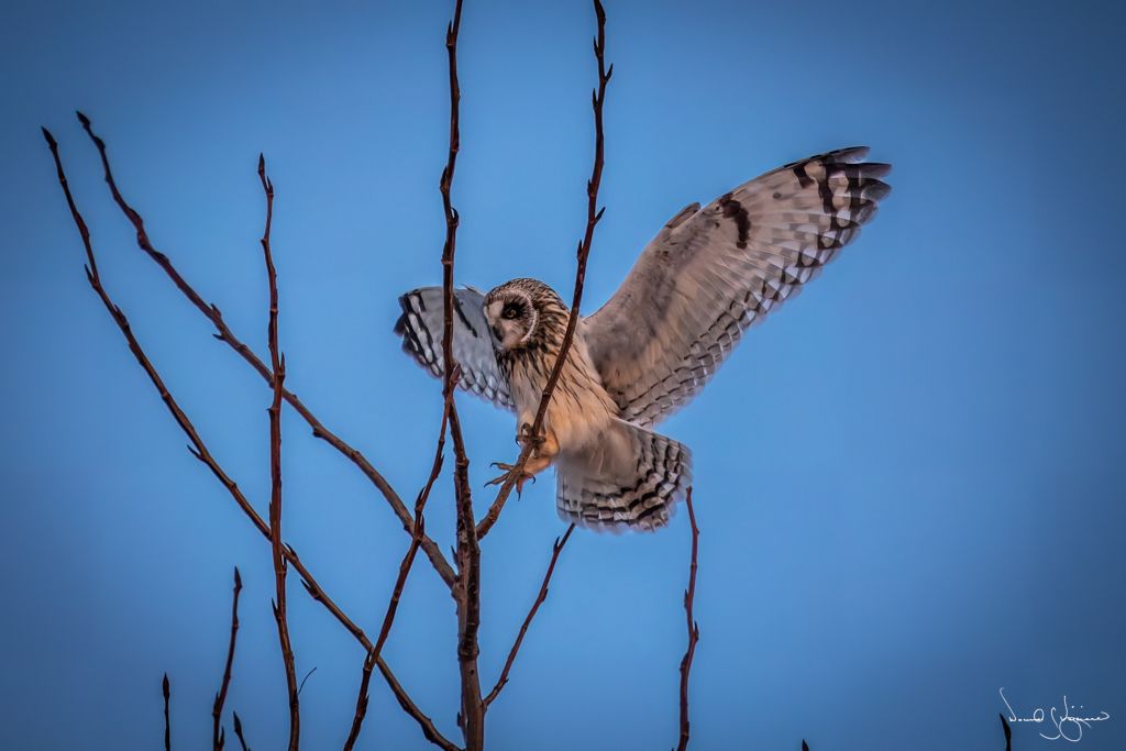 short-eared owl