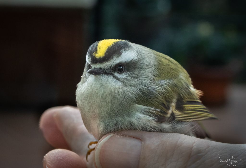 Golden Crowned Kinglet