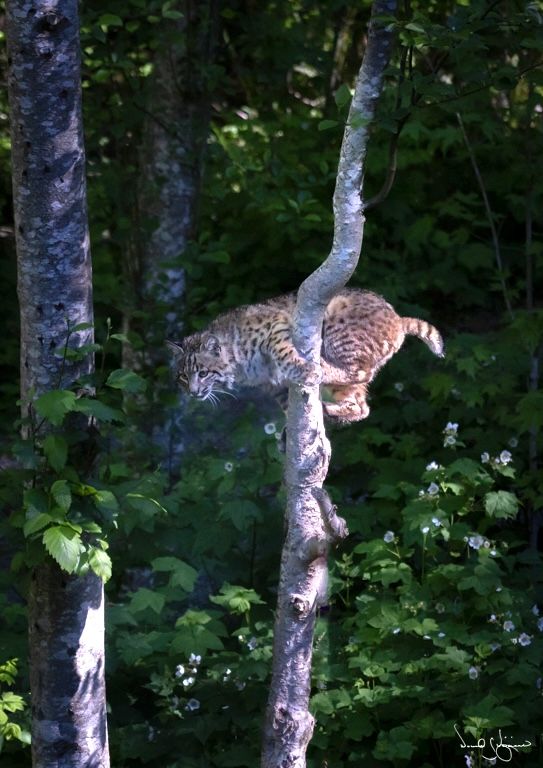 Bobcat 