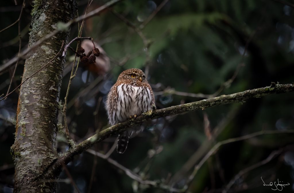 Northern Pygmy Owl