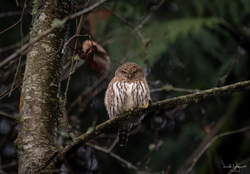 Northern Pygmy Owl