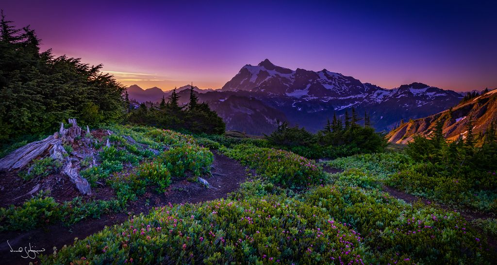 Heather Sunrise