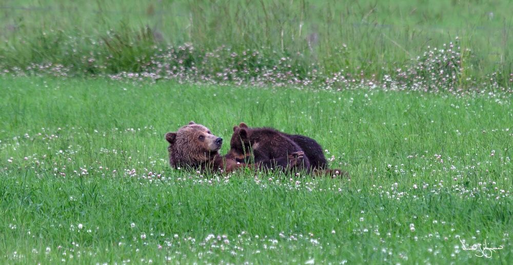 Mother Grizzly Nursing Cubs #2