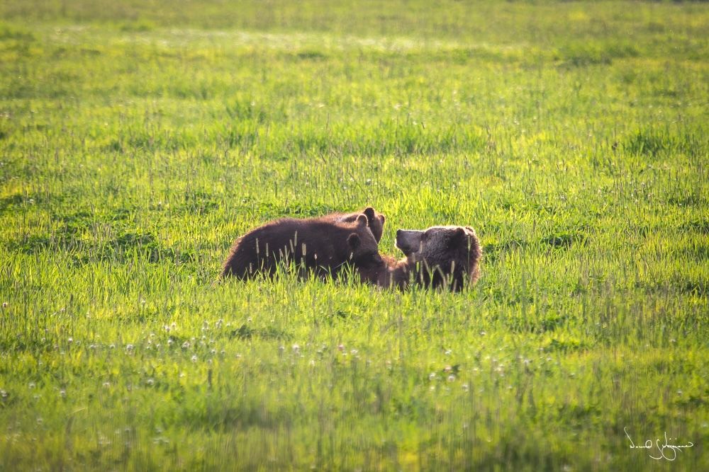 Mother Grizzly Nursing Cubs