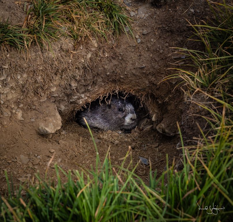 marmots of the olympic peninsula